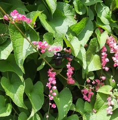 Xylocopa latipes