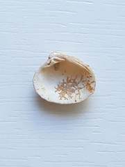 Chione cancellata