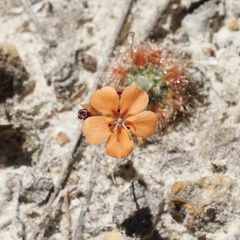 Drosera platystigma