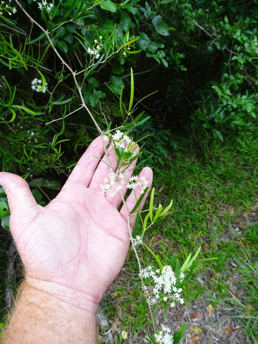 Asparagus falcatus (Asparagus falcatus)