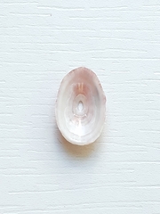 Fissurellidae