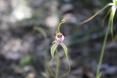 Caladenia serotina