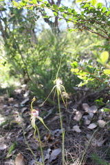 Caladenia serotina