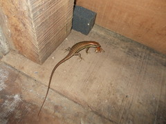 Mabuyinae
