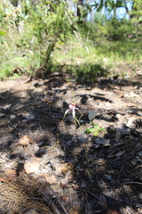 Caladenia serotina