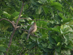 Argya malcolmi