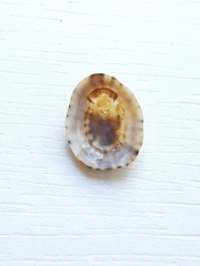Lottia subrugosa