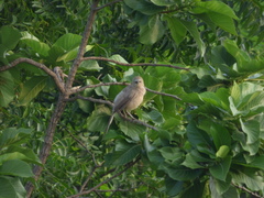 Argya malcolmi
