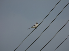 Lanius excubitor