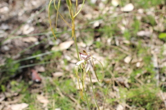 Caladenia serotina