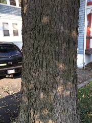 Celtis occidentalis