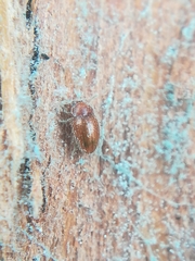 Mycetaea subterranea