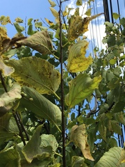 Celtis occidentalis