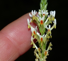 Hebenstretia robusta