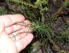 Hebenstretia robusta