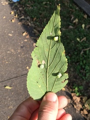 Celtis occidentalis