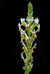 Hebenstretia robusta