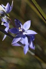 Thelymitra macrophylla