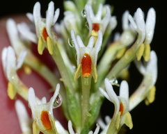 Hebenstretia robusta