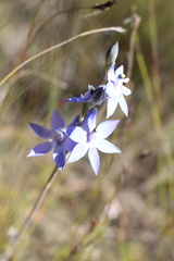 Thelymitra macrophylla