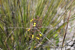 Stylidium luteum