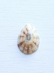 Fissurella
