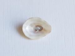 Fissurella