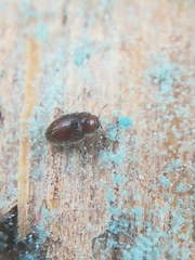 Mycetaea subterranea