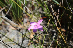 Elythranthera emarginata