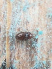 Mycetaea subterranea