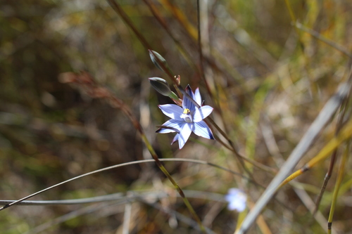 Image of Thelymitra canaliculata by (c) Em Lamond, some rights reserved (CC BY)