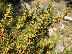 Gyrostemon australasicus