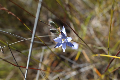 Image of Thelymitra canaliculata by (c) Em Lamond, some rights reserved (CC BY)