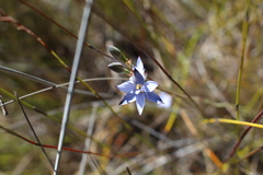 Thelymitra canaliculata