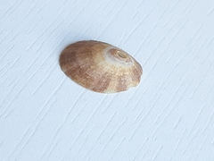 Fissurella