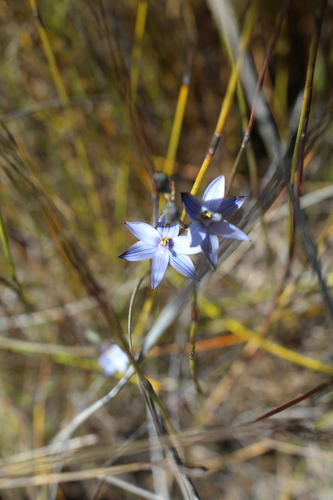 Image of Thelymitra canaliculata by (c) Em Lamond, some rights reserved (CC BY)