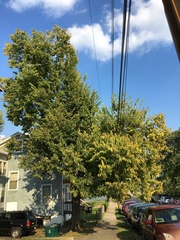 Celtis occidentalis