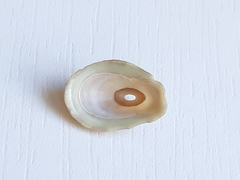 Fissurella