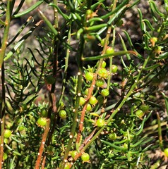 Gyrostemon australasicus