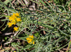 Euthamia gymnospermoides