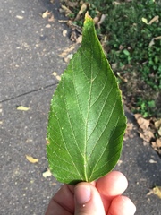 Celtis occidentalis