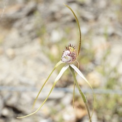 Caladenia serotina