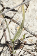 Caladenia serotina