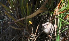 Hakea vittata