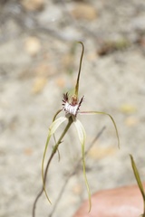 Caladenia serotina