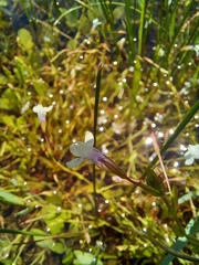 Lindernia parviflora