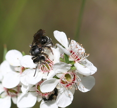 Lasioglossum calophyllae