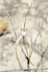 Caladenia serotina