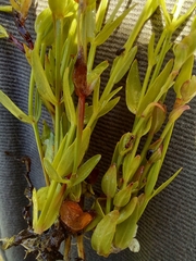 Lindernia parviflora