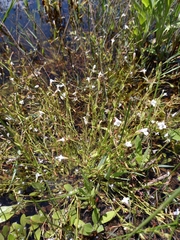 Lindernia parviflora